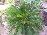 Cycas Revoluta (fam. Cycadacees) (Chine, Japon) (1) (Photo F. Mrugala)